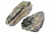 Mammoth Molar Slices With Case - South Carolina #99513-1